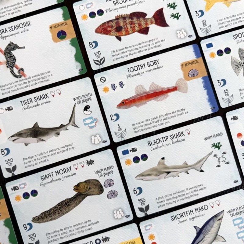 Finspan: Tiburones y Arrecifes - Imagen 2